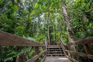 Daintree Rainforest