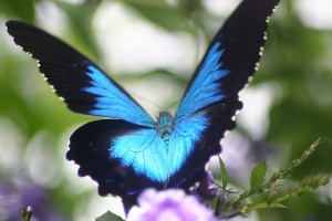 Australian Butterfly Sanctuary