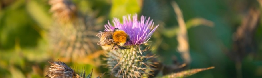 Bumblebee on a Scottish Thistle